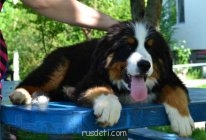 Кто какое животное хочет? - Собака.jpg