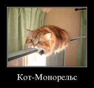 Смешные картинки про котов - wall_4139_card.jpeg