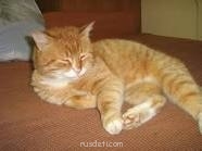 Наши домашние питомцы. - image.jpg