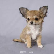 Какую породу собаки вы порекомендуете завести? - imgres.jpg