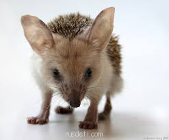 Очаровательные животные - images.jpg