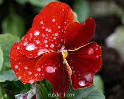 Посвящаем картинку - images.jpg