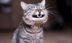 Смешные картинки про котов - preview-300x180.jpg