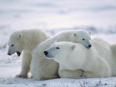 Кто какое животное хочет? - Bearly Awake, Churchill, Manitoba, Canada.jpg
