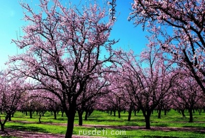 Притчи - Вишнёвый сад.jpg