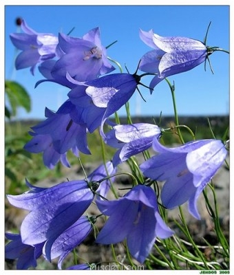 Чем вы помогаете родителям? - Колокольчик.jpg