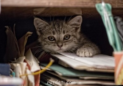 Наши питомцы на фото - berloga_net_1932301715.jpg