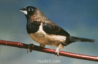 Это Парх(японский амадин)