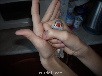 Кто какое животное хочет? - SPA56681.JPG