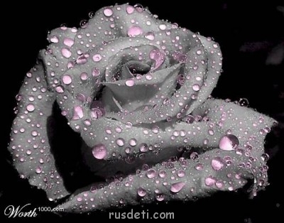 Посвящаем картинку - Роза.jpg