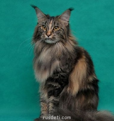 Исполнение желаний - кот.jpg