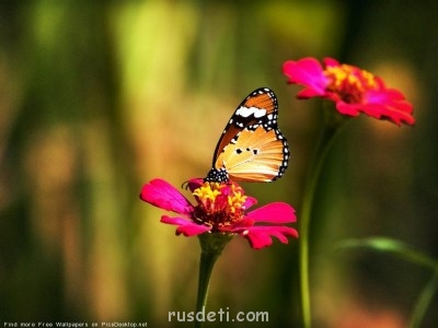 Посвящаем картинку - бабочка.jpg