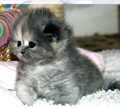 Посвящаем картинку - Безымянный.JPG