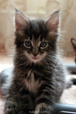 Кто какое животное хочет? - _MG_8467.JPG