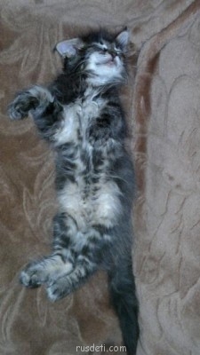 Кто какое животное хочет? - 290720121725-1-2.jpg