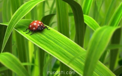 Поговорим о разных картинках:3D,рисованные картинки - bk.jpg