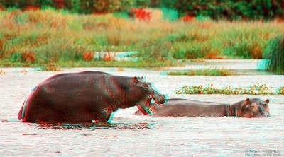 Поговорим о разных картинках:3D,рисованные картинки - гипопотам.jpg