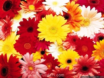 Посвящаем картинку - Герберы.jpg