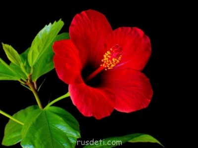 Посвящаем картинку - кр. цветок.jpg