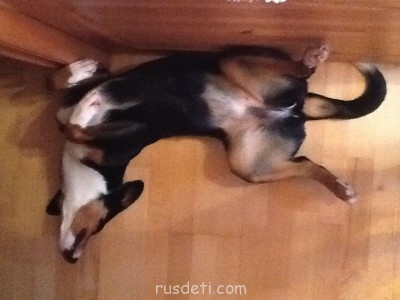 Какую породу собаки вы порекомендуете завести? - image.jpg