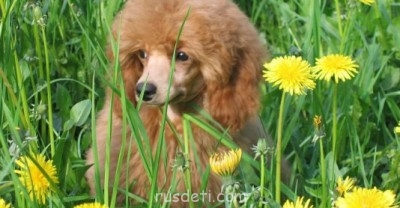 Посвящаем картинку - Пудель.jpg