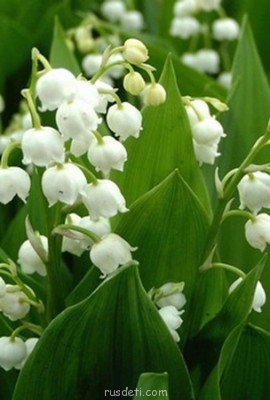 Посвящаем картинку - Ландыш.jpg