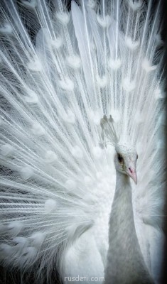 Посвящаем картинку - sample09.jpg