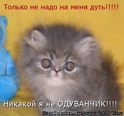 Смешные картинки про котов - owxhg0niq96jqmkt.jpg