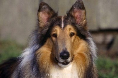 Какую породу собаки вы порекомендуете завести? - 41499.jpg