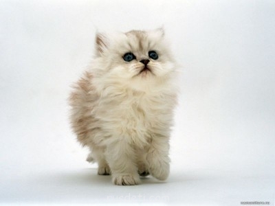 Наши любимые животные - pushistiy_komochek_1024.jpg