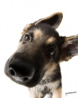 Кто какое животное хочет? - er8cf.jpg