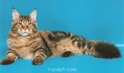 Мей-куны  - 0_2b1b6_39961cac_L.jpg