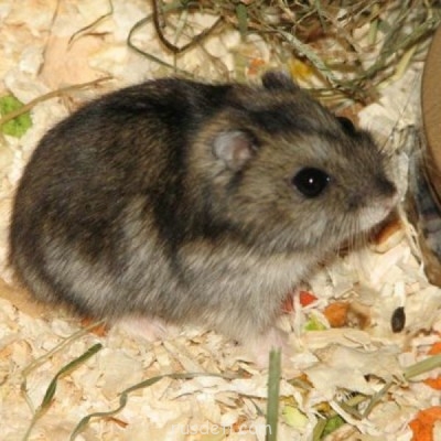 Джунгарики и хомяки - 7f4a25d4629bb7b206b50422b8eb6d35.jpg