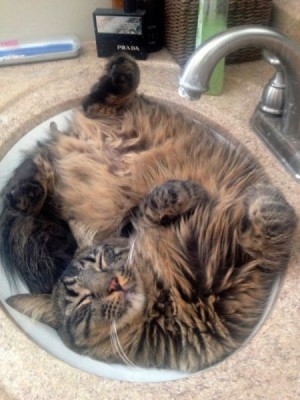 Посвящаем картинку - 1349427132_kot-v-rakovine.jpeg