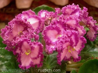 Посвящаем картинку - Фиалка.jpg