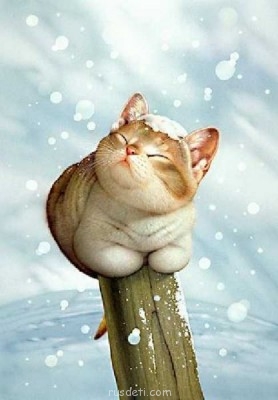 Поговорим о разных картинках:3D,рисованные картинки - 1247288831_animals048.jpg