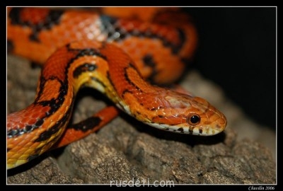 Наши домашние питомцы. - 1618553.jpg