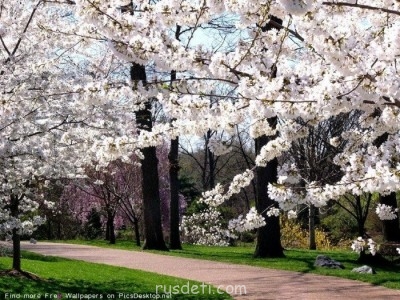 Природа вокруг нас - 1100183_vesna18.jpg