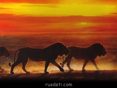 Природа вокруг нас - 44869616_lvuy_na_zakate.jpg