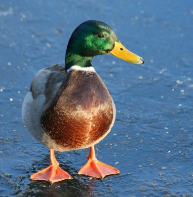 Посвящаем картинку - утка.jpeg