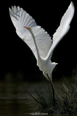 Посвящаем картинку - SC20130428-205601-1.jpg