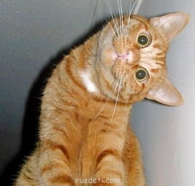 Смешные картинки про котов - мило.jpg