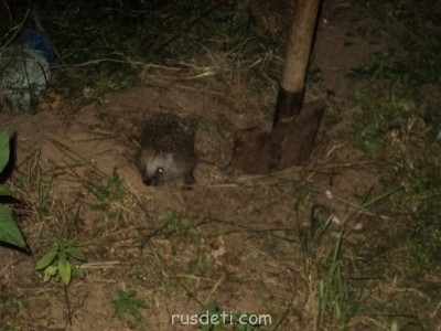 Ну по крайней мере, это лучшее, что у меня получилось! Ведь он такой шустрый! Вообще!