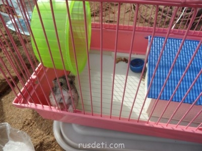 Джунгарики и хомяки - SAM_5446.JPG