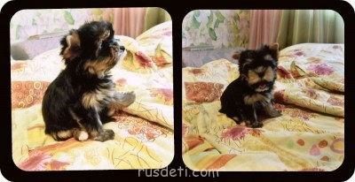 Какую породу собаки вы порекомендуете завести? - Коллаж Ирма.jpg