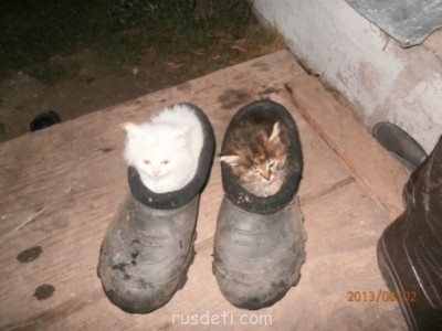 Смешные картинки про котов - день села 2 августа 2013 008.jpg