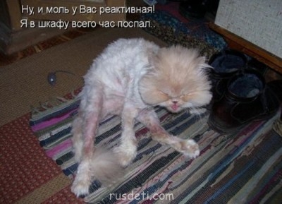 Смешные картинки про котов - миу.jpg