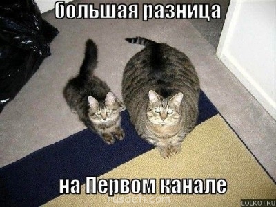 Смешные картинки про котов - edafb4938146.jpg