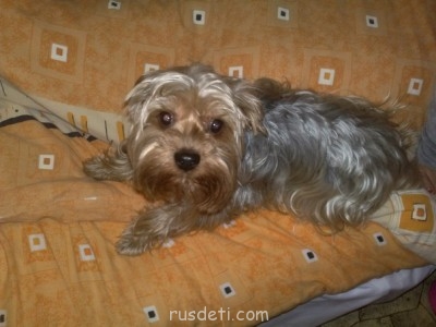 Наши домашние питомцы. - x_485b0067.jpg