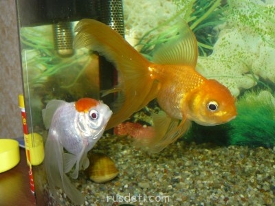 Аквариум - P1070237.JPG